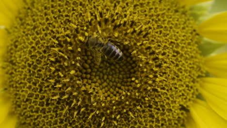 Primer-Plano-De-Una-Abeja-Polinizando-Un-Girasol,-Cubierta-De-Polen-Mientras-Recolecta-Diligentemente-Néctar,-Colores-Vibrantes