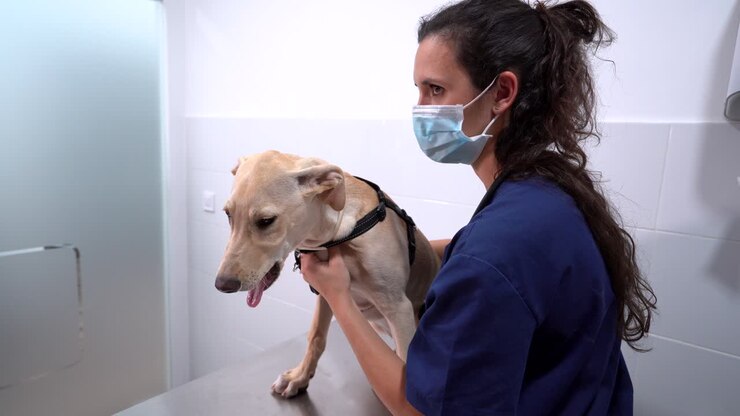 veterinario de cultivos con estetoscopio examinando al perro en la clínica