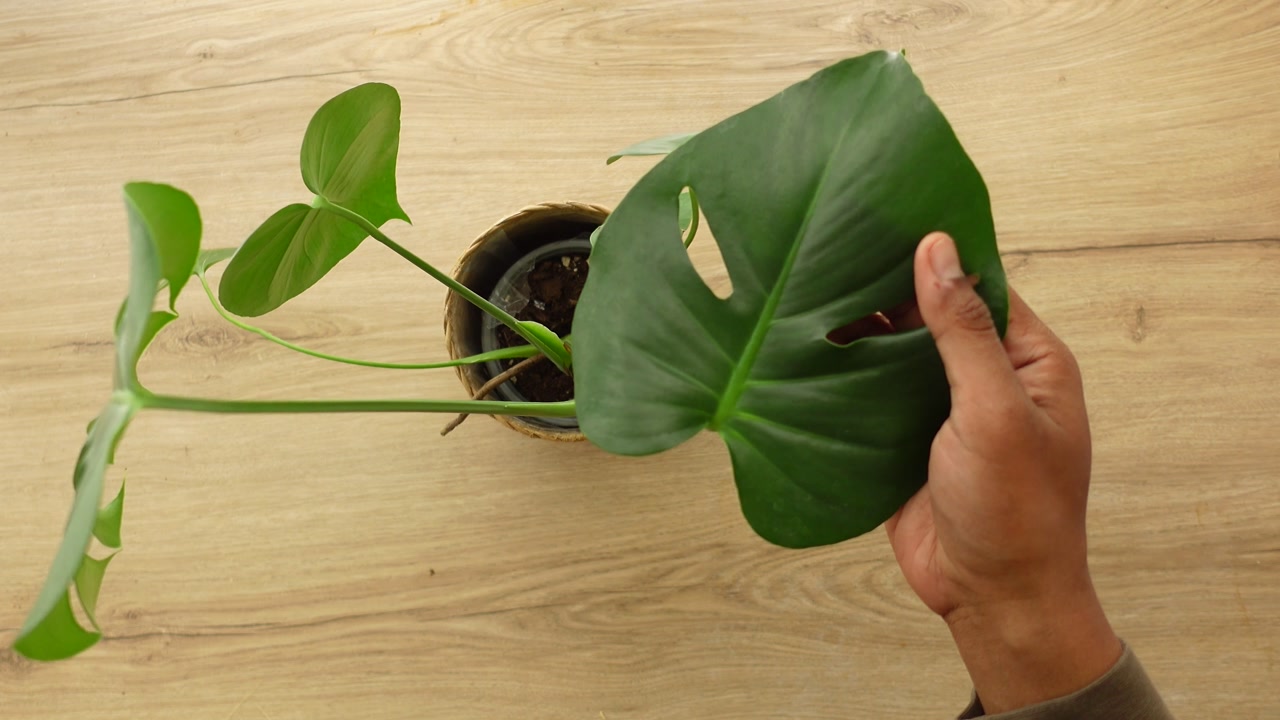 Top View of Hands Holding a Monstera Plant Leaf on a Wooden Table