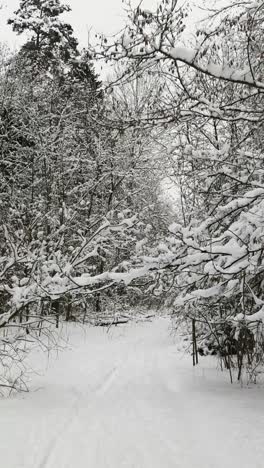 Bosque-Cubierto-De-Nieve