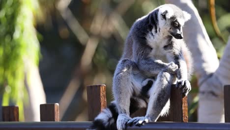 lemur sitting on a wooden fence