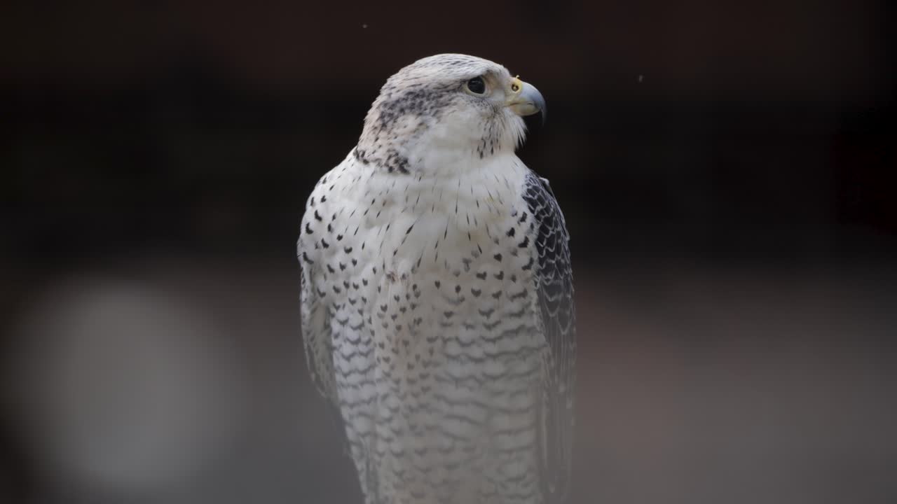 White falcon perches alertly against a dark background, highlighting its sharp gaze and patterned plumage