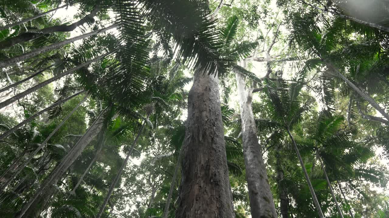 Wollumbin National Park tall tree Aboriginal Place nature in Australia