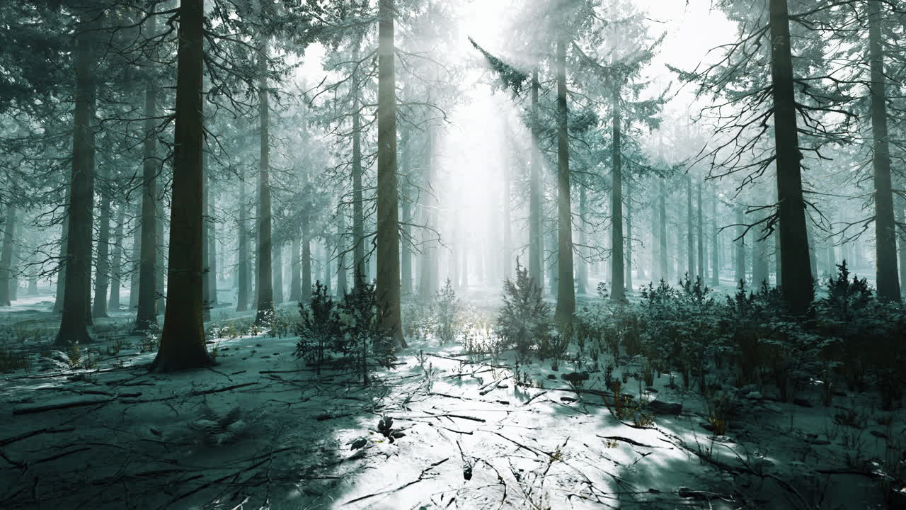 마법과 안개가 가득한 아침 스프루스 숲