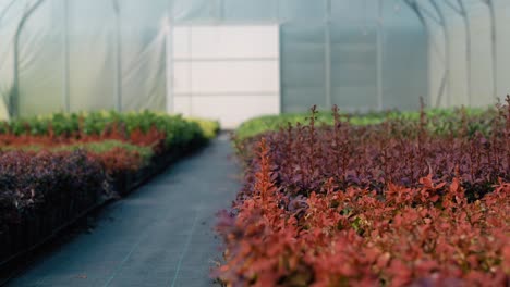 greenhouse full of plants seedlings