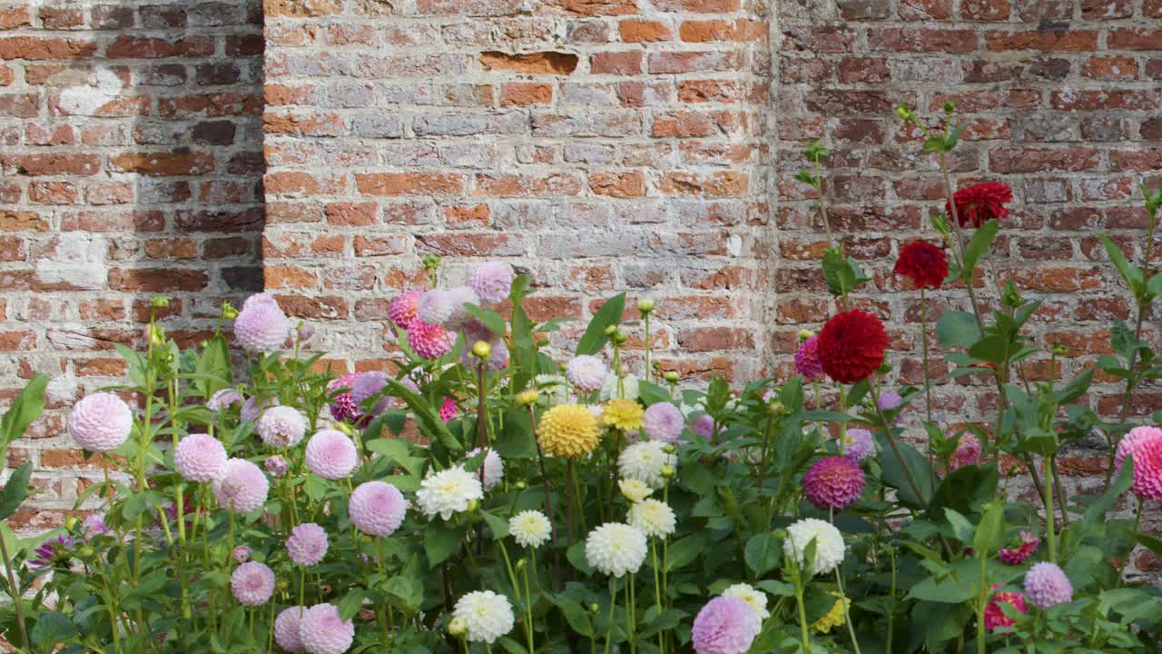 La caméra effectue un lent panoramique le long de fleurs de jardin éclatantes, sur fond de mur de briques rustique, sous la lumière naturelle du jour.
