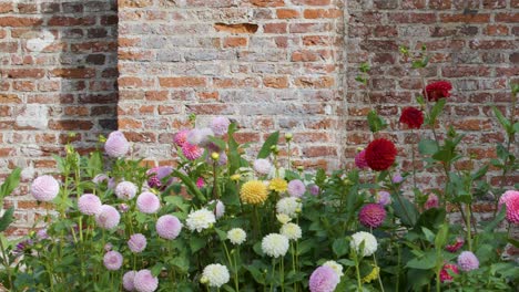 Camera pans slowly along vibrant garden flowers against rustic brick wall in natural daylight