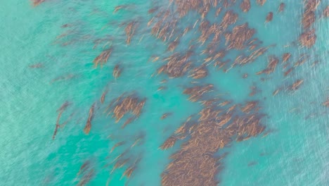 Drone Over Kelp Forest And Ocean Near Pebble Beach Golf Course