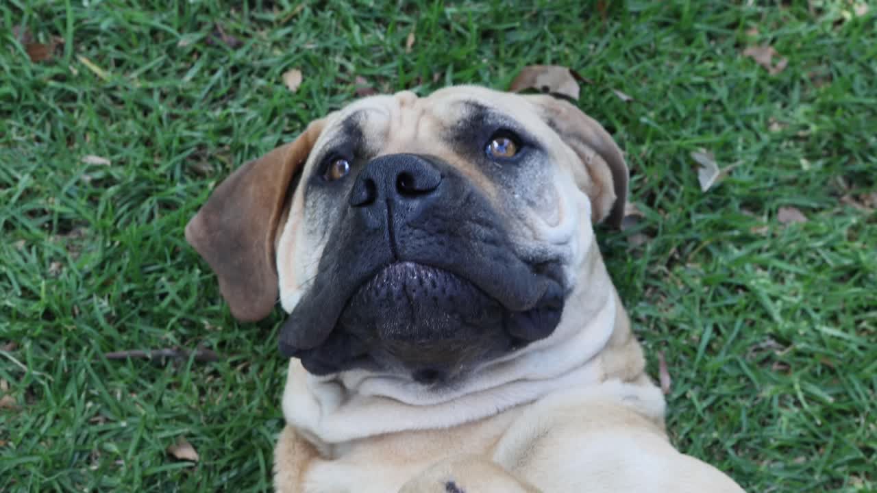 High angle shot of cute puppy Mastiff turning around on green grass