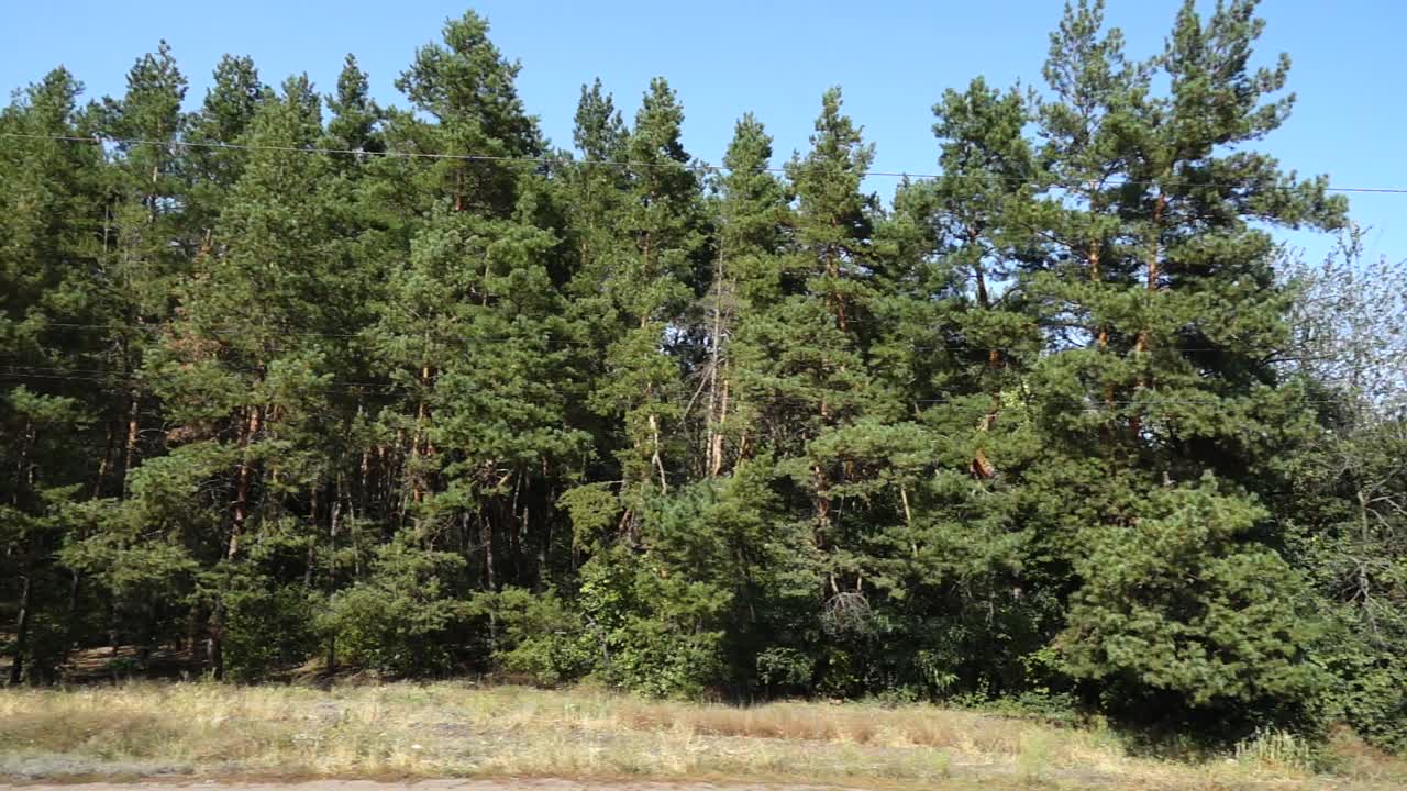 Pine wood. Shooting in the movement