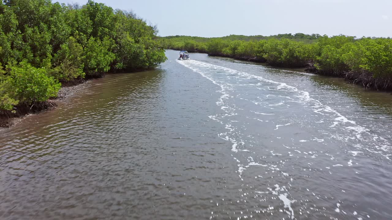 turistas navegando en el río con un denso bosque de manglares en manglares, san crisanto, yucatán, méxico