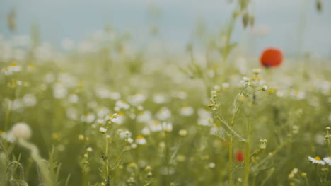 Schönes-Mohnfeld-Blühender-Mohn