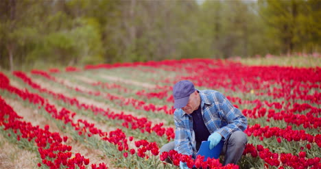 agricultor examinando tulipanes rojos en el campo de plantación de flores plantación de tulipanes 1