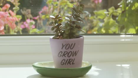 watering plant in a 'you grow girl' pot in slow motion