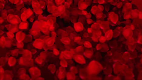 pétalos de rosas rojas cayendo lentamente fondo animado de boda romántica