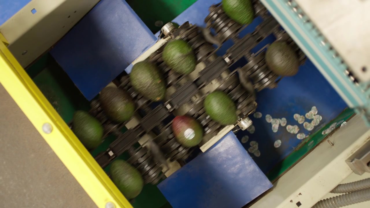 Mechanical arms move fresh avocados along a factory production line for sorting and labeling.