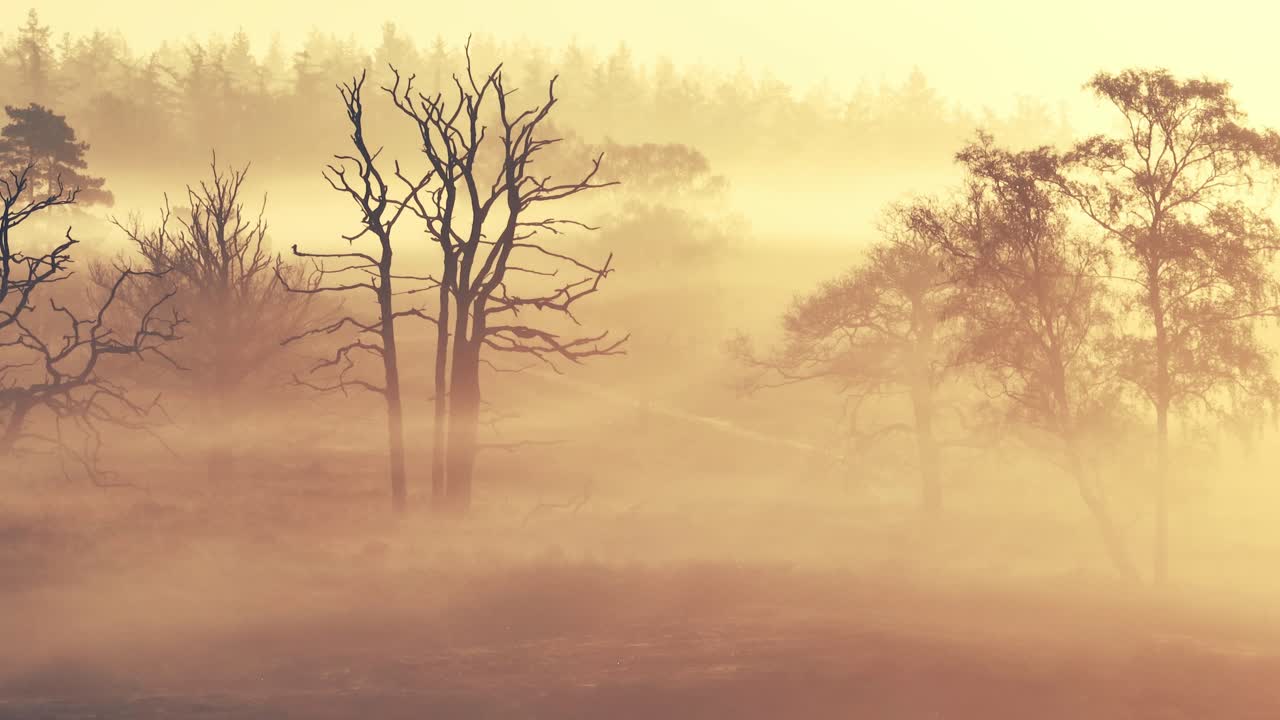 Misty Forest at Sunrise/Sunset