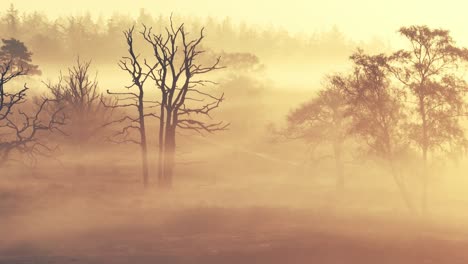 bosque de niebla al amanecer o al atardecer