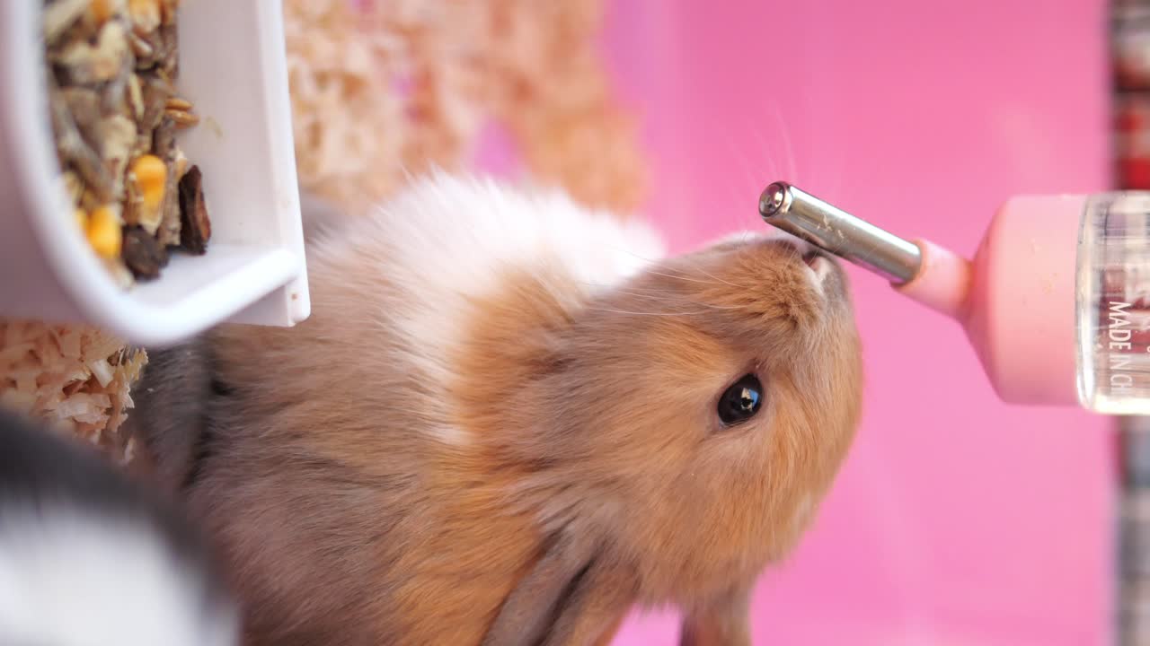 Cute bunny drinking water