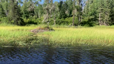 beaver lodge on lake travel by in boat