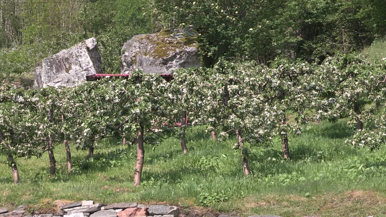Piantagione di mele in un fiordo in Norvegia-2