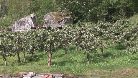 Apple-plantation-in-a-Fjord-in-Norway-2