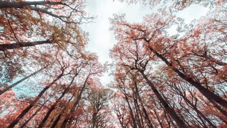 A-wonderful-autumn-view-from-the-Hvezda-park-in-Prague