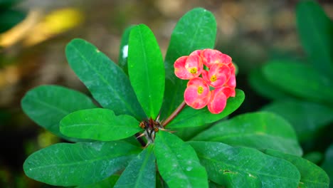 花園裡的花在太陽上發光 - - 54