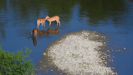 deer-family-in-Mississauga-Ontario-Canada-with-reflection-on-still-water-lake-wildlife-natural-footage