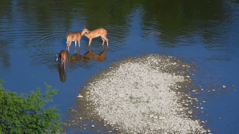 familia de ciervos en mississauga, ontario, canadá con una reflexión sobre la vida silvestre del lago de agua tranquila.