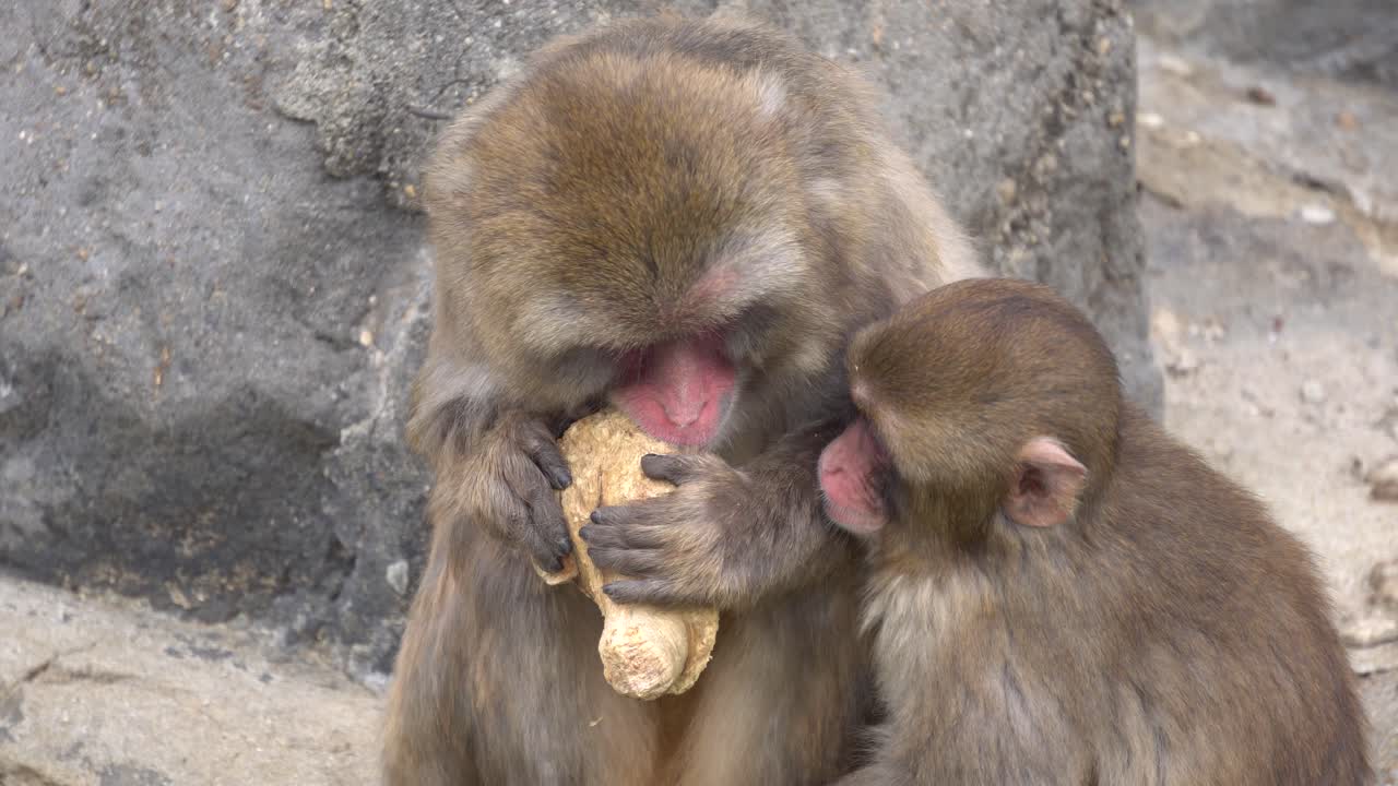 monos de nieve japoneses en el zoológico comiendo - toma de primer plano