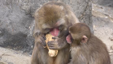 japanese snow monkeys in zoo eating - close-up shot