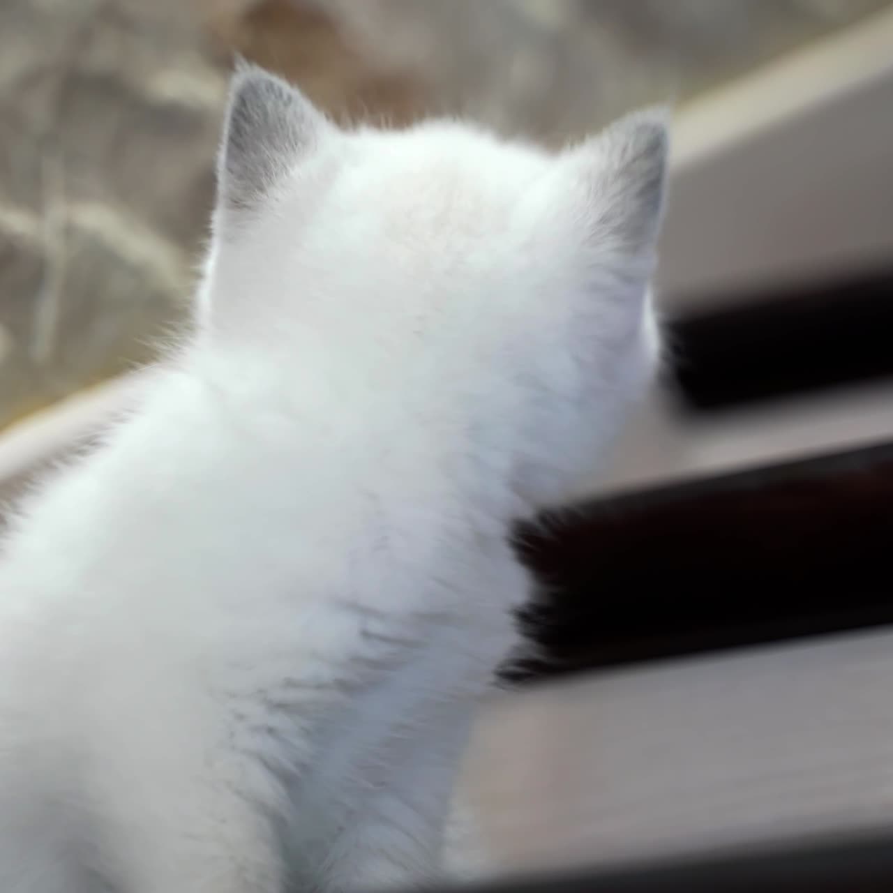 Cat sitting on stairs