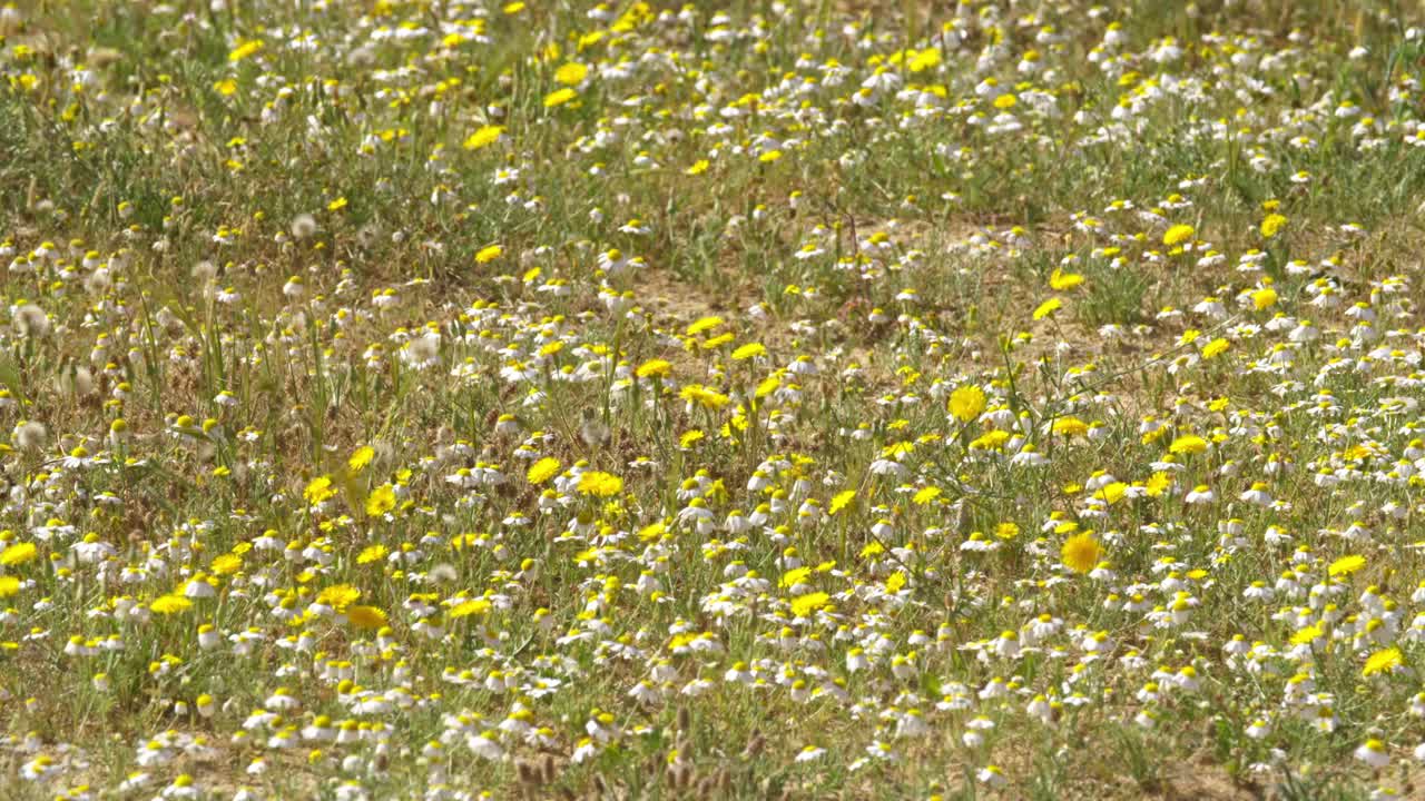A brief spring bloom in the western Negev plains