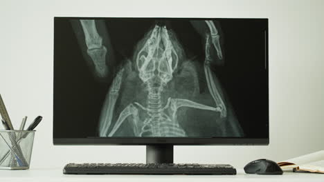 vet examining x-ray of bird