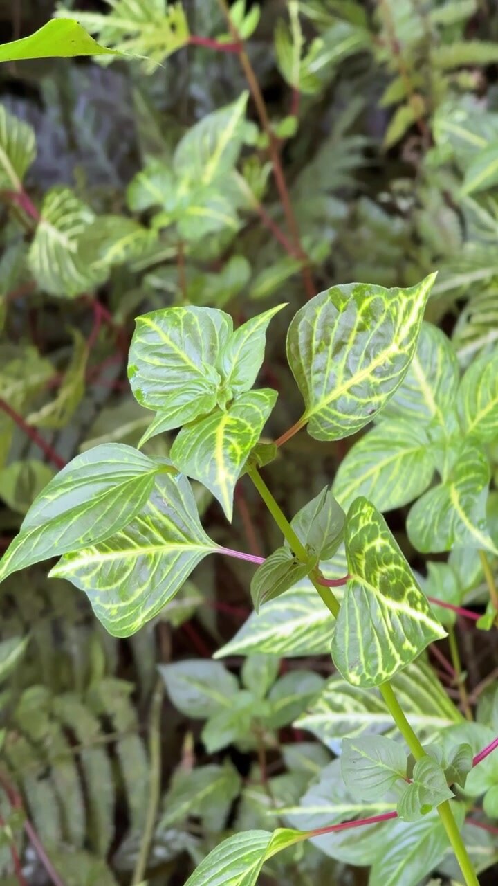 Primo piano di foglie verdi variegate in un giardino