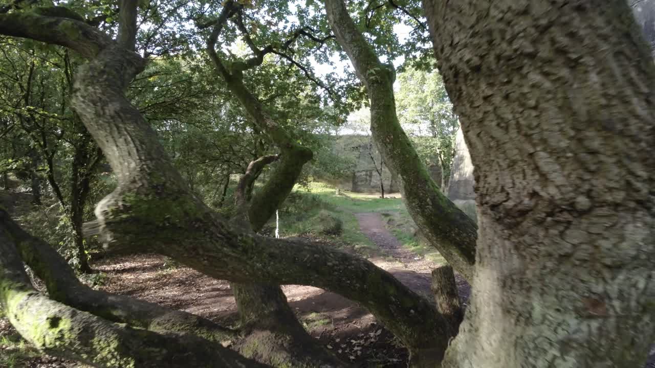 fpv drone tejiendo entre densos bosques de cantera con la luz del sol brillando a través de los árboles y el follaje