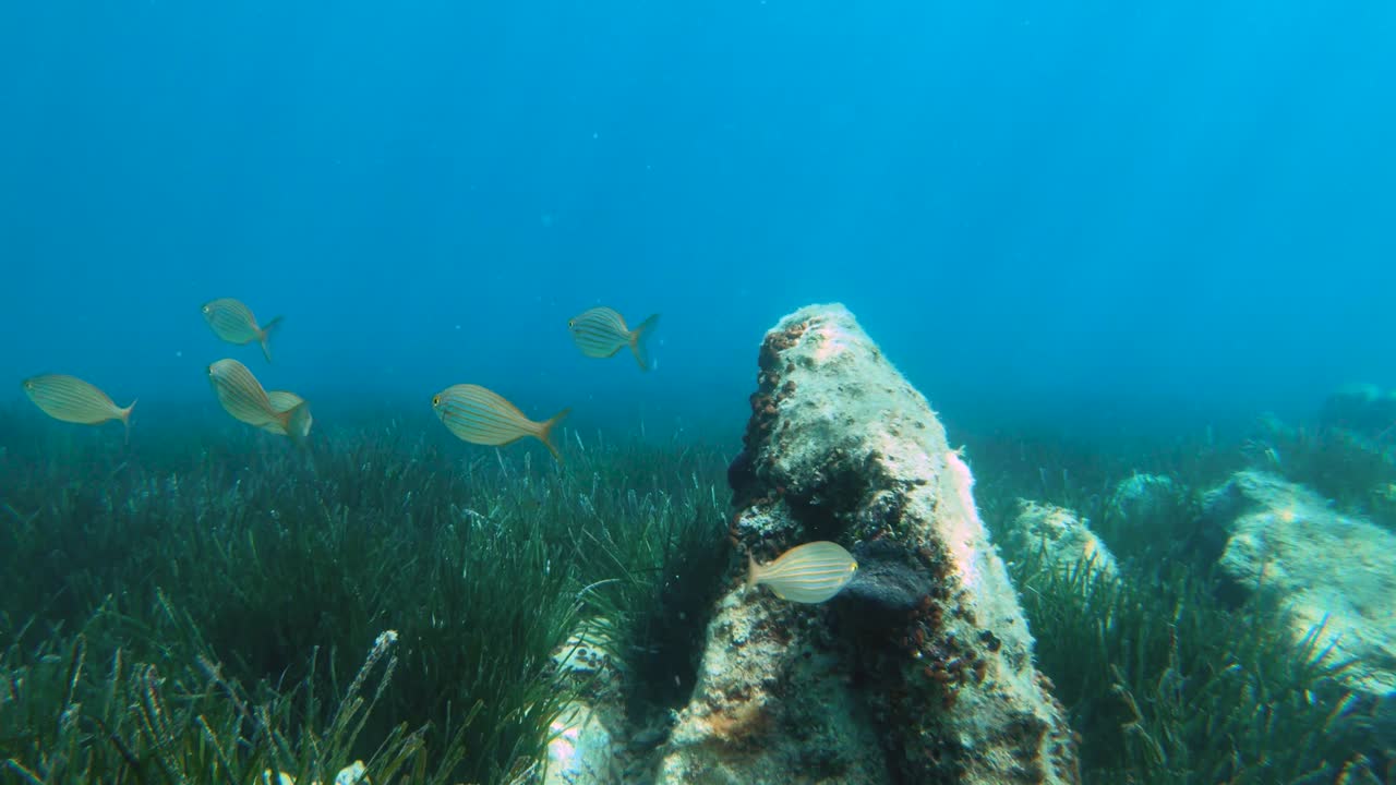 Following a school of small fish swimming above a rocky seabed in slow motion