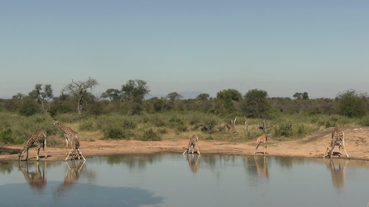Gruppo di giraffe a un abbeveratoio