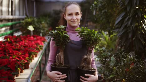 Junge-Floristin-Mit-Pferdeschwanz-In-Schürze-Geht-Zwischen-Blumenreihen-Im-Blumenladen-Oder-Im-Gewächshaus-Spazieren-Und-Hält-Dabei-Zwei-Töpfe-Mit-Pflanzen-In-Der-Hand.-Sie-Arrangiert-Diese-Töpfe-Mit-Anderen-Pflanzen-Im-Regal