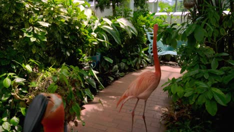 wide shot of two confused flamingos turning their heads quickly