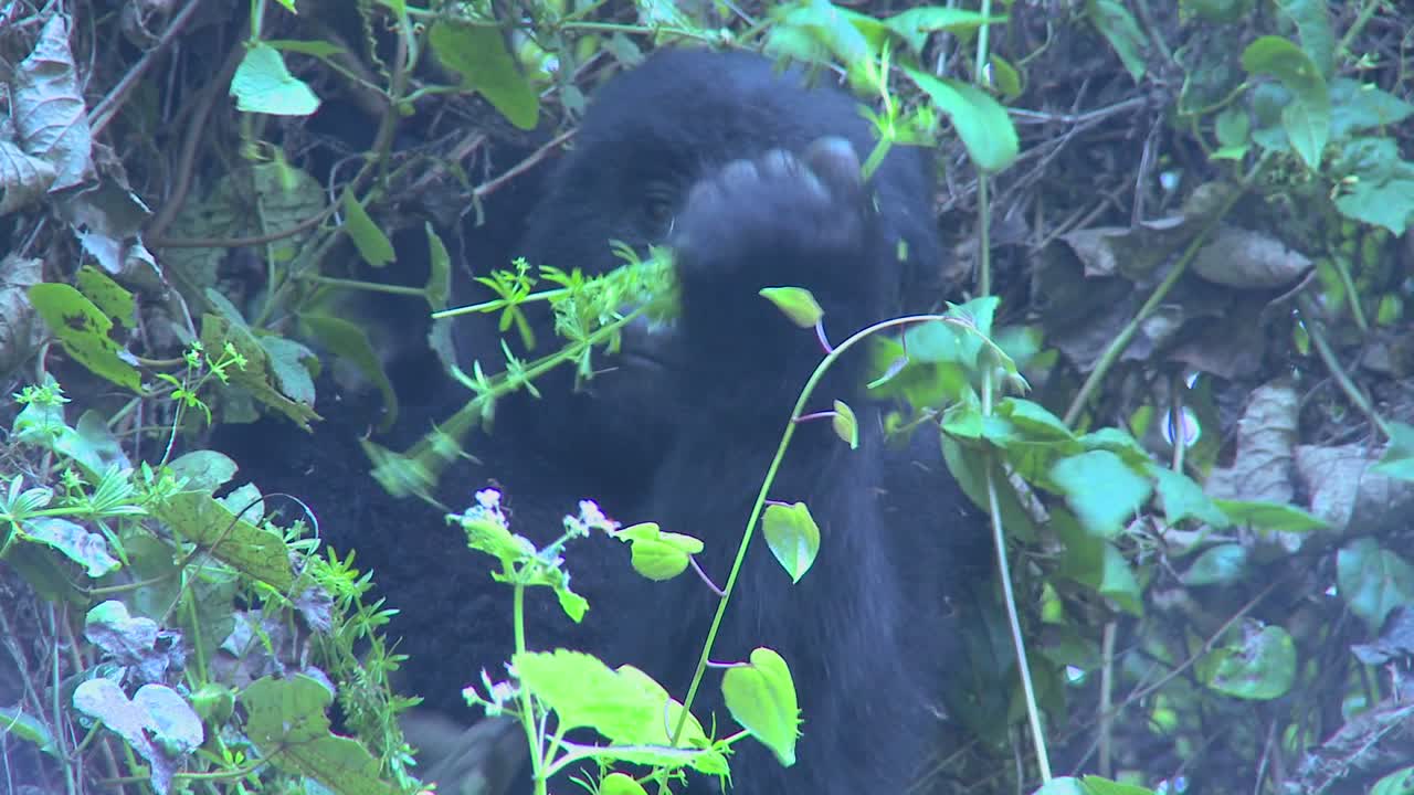 Un giovane gorilla siede nella nebbia mangiando vegetazione sui pendii di un vulcano ruandese.