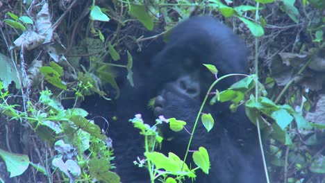 a gorilla youngster sits in the mist eating vegetation on the slopes of a rwandan volcano