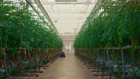 tomatoes growing modern greenhouse. vegetables cultivating in empty plantation.