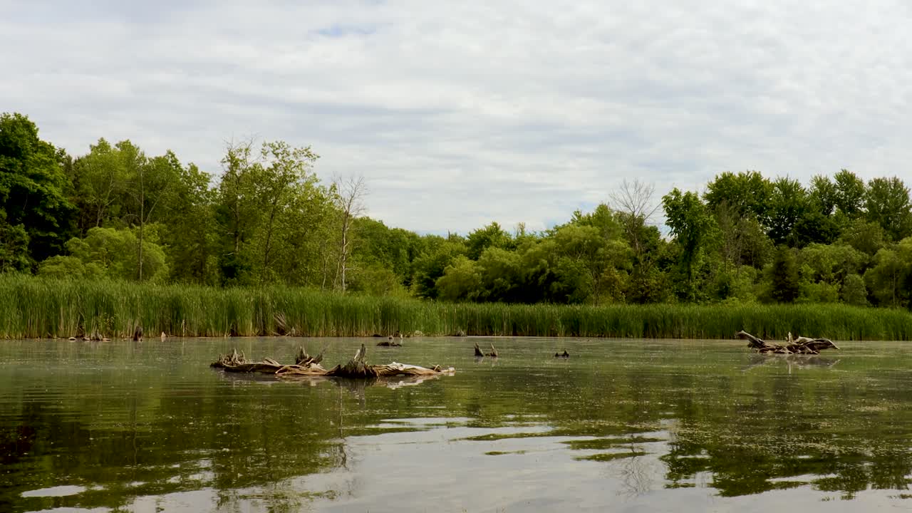 Kmeny stromů odkryté na hladině umělého jezera v chráněné oblasti Laurel Creek