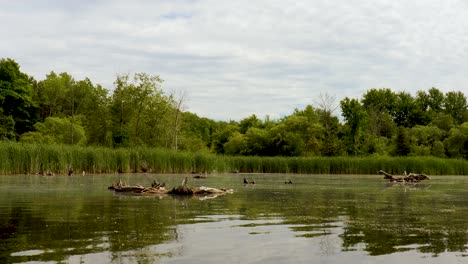 tree trunks exposed on the surface of a man-made lake at laurel creek conservation area