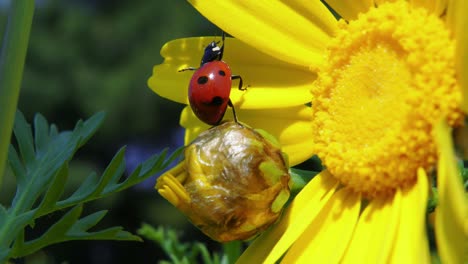 La-Mariquita-Manchada-De-Colores-Trepa-Desde-El-Capullo-De-La-Flor-Hasta-El-Pétalo-Amarillo-Y-Desaparece,-Cierra