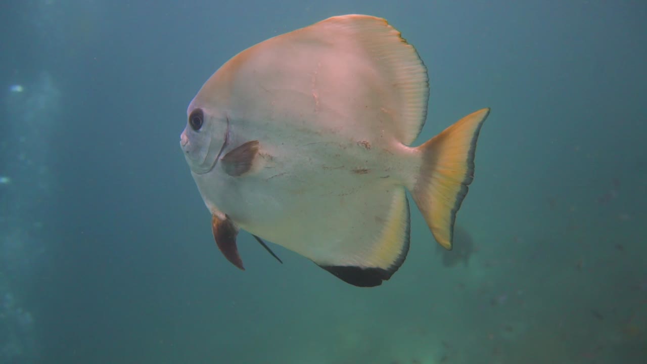수영하는 호기심 많은 은색 박쥐 물고기가 카메라를 통과했습니다.