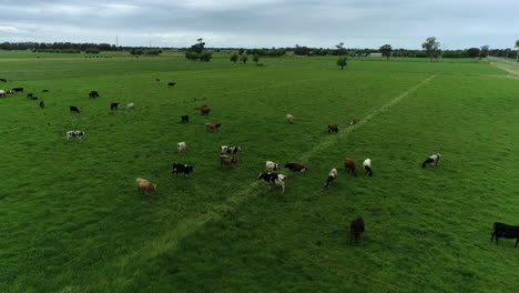 Vacas-En-Un-Prado-Filmadas-Desde-Un-Dron