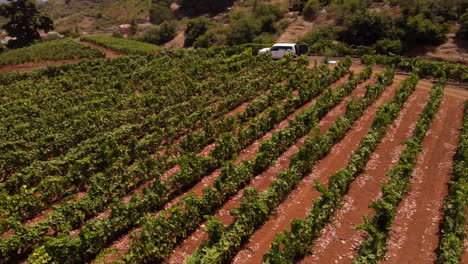 Weißer-Lieferwagen,-Der-An-Einem-Sonnigen-Tag-Mit-Reihen-Grüner-Weinreben-Am-Weinberg-Geparkt-Ist